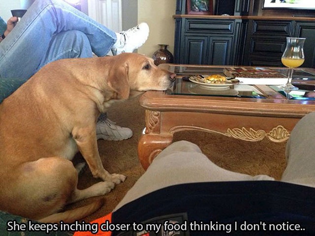 Dogs Are Awesome (21 pics)