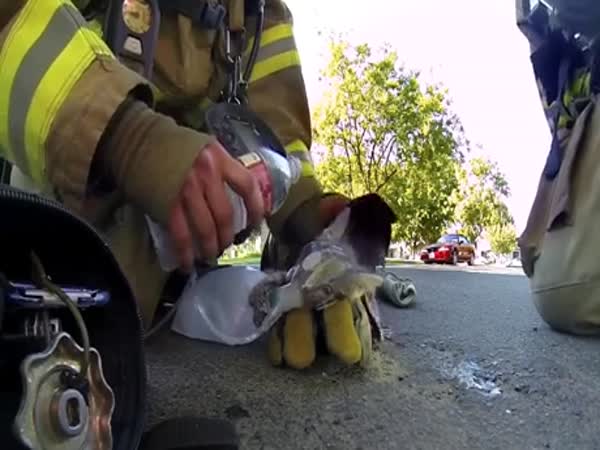 Firefighter Saves A Kitten That Passed Out From Smoke Inhalation
