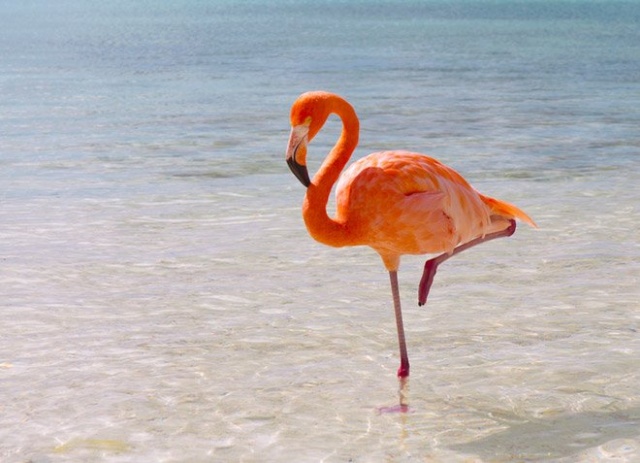 Have You Ever Seen A Little Flamingo? (4 pics)