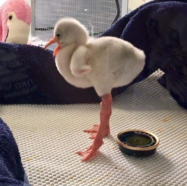 Have You Ever Seen A Little Flamingo? (4 pics)