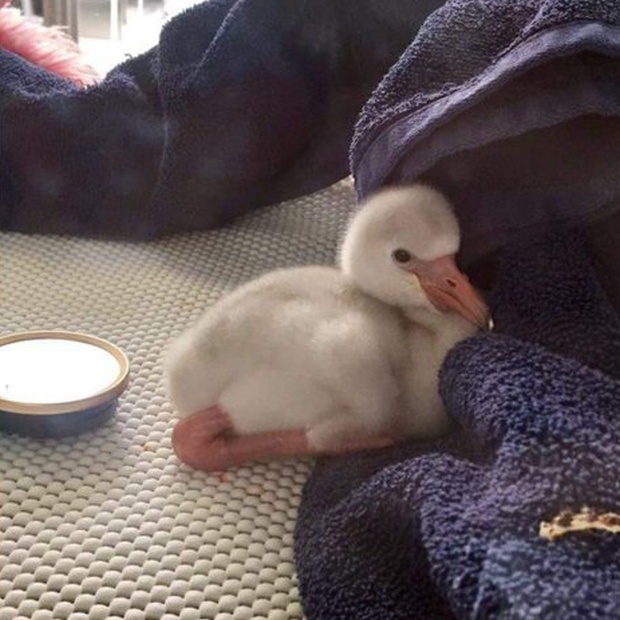 Have You Ever Seen A Little Flamingo? (4 pics)