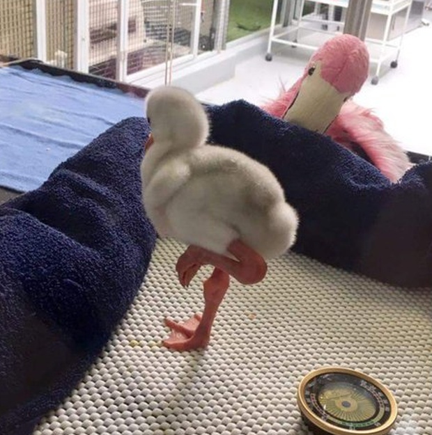 Have You Ever Seen A Little Flamingo? (4 pics)