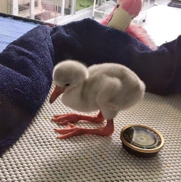 Have You Ever Seen A Little Flamingo? (4 pics)
