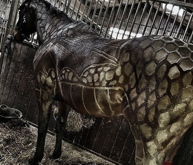 Hairdresser Turns Horses Into Living Works Of Art (7 pics)