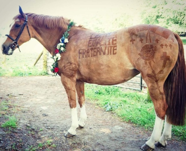 Hairdresser Turns Horses Into Living Works Of Art (7 pics)