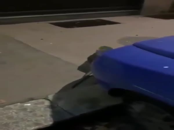 Ever Seen A Rat This Big?
