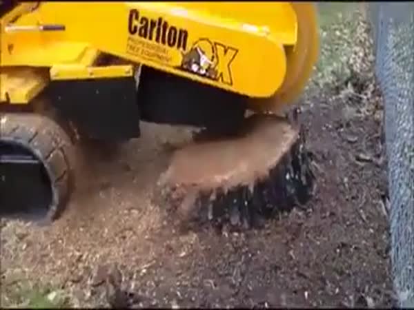 Removing A Tree Stump