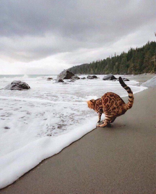 Acid Picdump (92 pics)