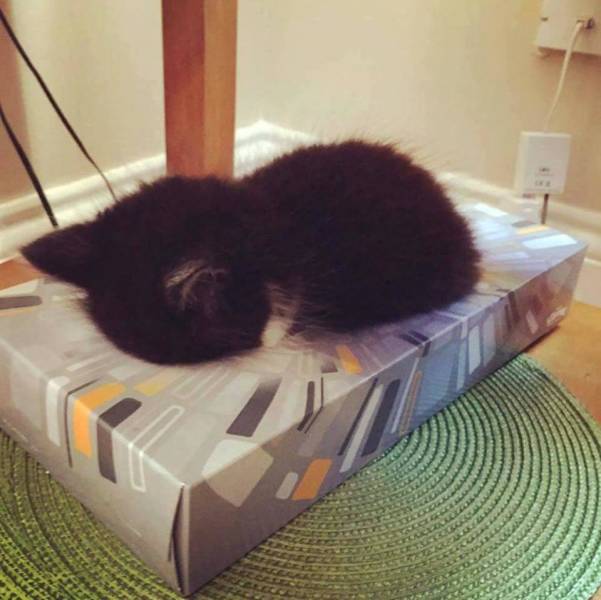 Acid Picdump (92 pics)