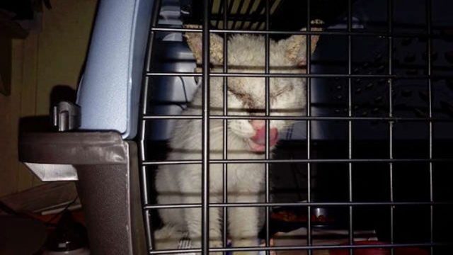 Homeless Cat Opens Its Eyes For The First Time In Months, Stuns Everyone With Their Beauty (20 pics)
