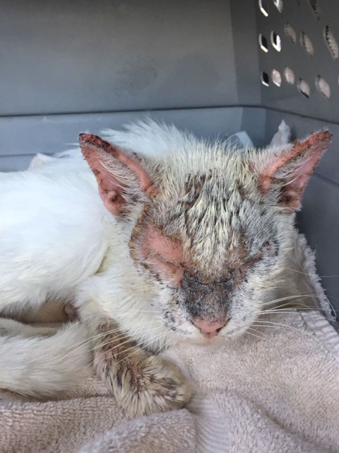Homeless Cat Opens Its Eyes For The First Time In Months, Stuns Everyone With Their Beauty (20 pics)