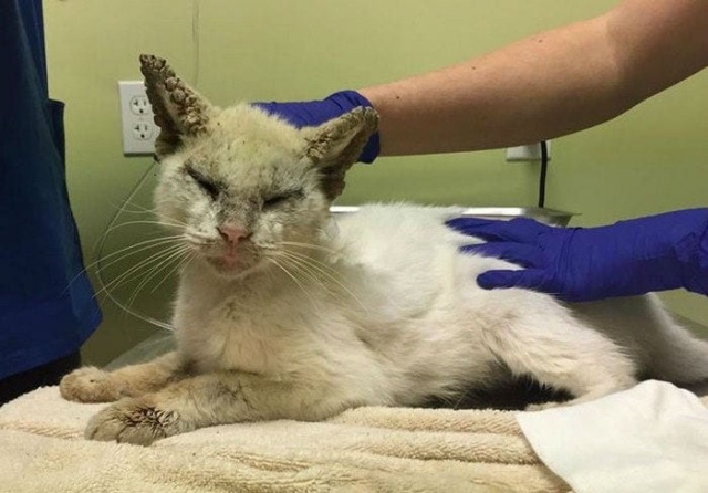 Homeless Cat Opens Its Eyes For The First Time In Months, Stuns Everyone With Their Beauty (20 pics)