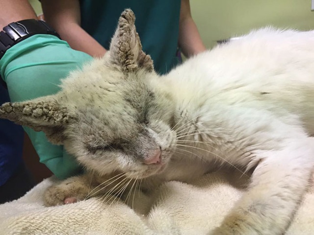 Homeless Cat Opens Its Eyes For The First Time In Months, Stuns Everyone With Their Beauty (20 pics)