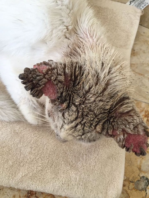 Homeless Cat Opens Its Eyes For The First Time In Months, Stuns Everyone With Their Beauty (20 pics)