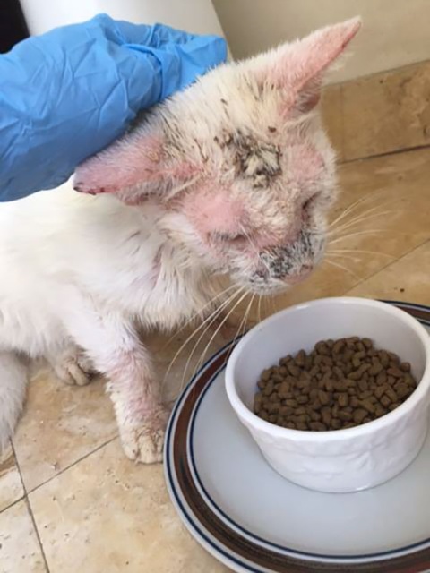 Homeless Cat Opens Its Eyes For The First Time In Months, Stuns Everyone With Their Beauty (20 pics)