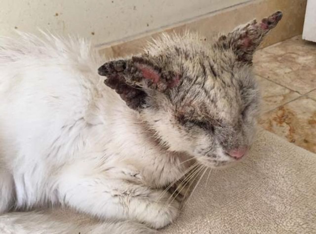 Homeless Cat Opens Its Eyes For The First Time In Months, Stuns Everyone With Their Beauty (20 pics)