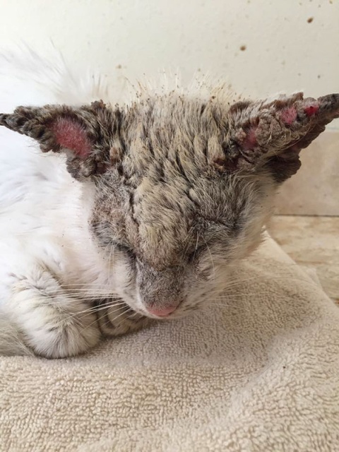 Homeless Cat Opens Its Eyes For The First Time In Months, Stuns Everyone With Their Beauty (20 pics)