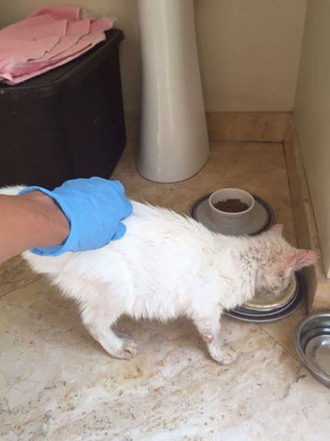 Homeless Cat Opens Its Eyes For The First Time In Months, Stuns Everyone With Their Beauty (20 pics)