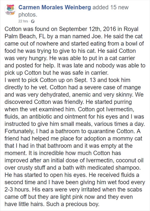 Homeless Cat Opens Its Eyes For The First Time In Months, Stuns Everyone With Their Beauty (20 pics)