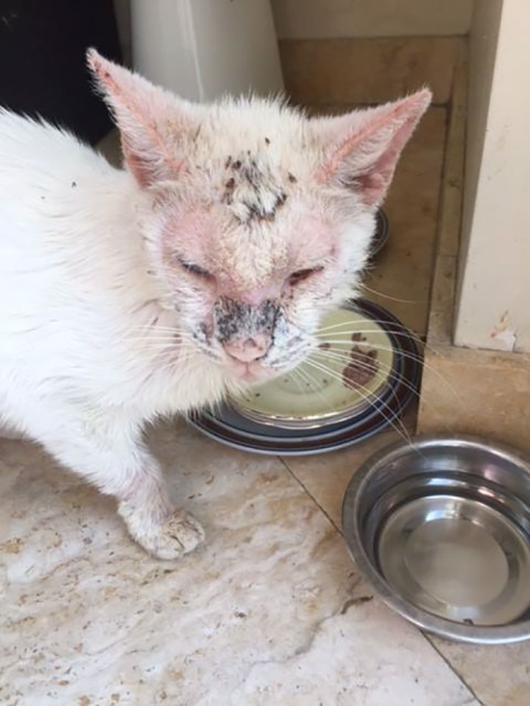 Homeless Cat Opens Its Eyes For The First Time In Months, Stuns Everyone With Their Beauty (20 pics)