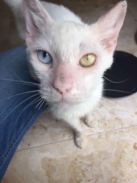 Homeless Cat Opens Its Eyes For The First Time In Months, Stuns Everyone With Their Beauty (20 pics)