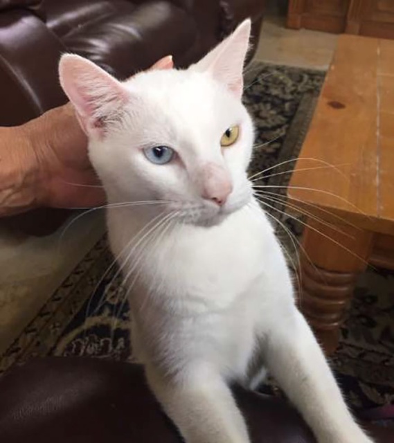 Homeless Cat Opens Its Eyes For The First Time In Months, Stuns Everyone With Their Beauty (20 pics)