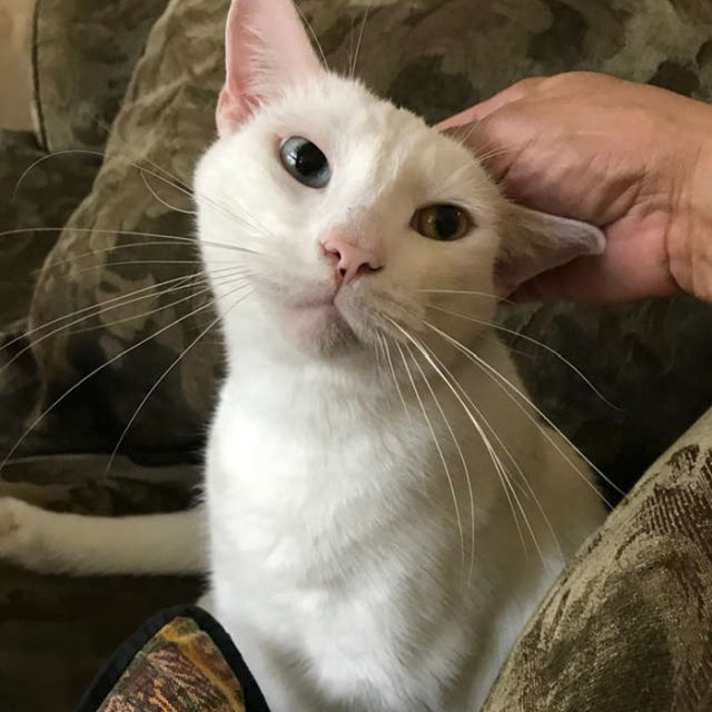 Homeless Cat Opens Its Eyes For The First Time In Months, Stuns Everyone With Their Beauty (20 pics)