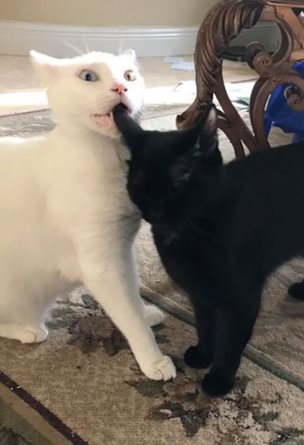 Homeless Cat Opens Its Eyes For The First Time In Months, Stuns Everyone With Their Beauty (20 pics)