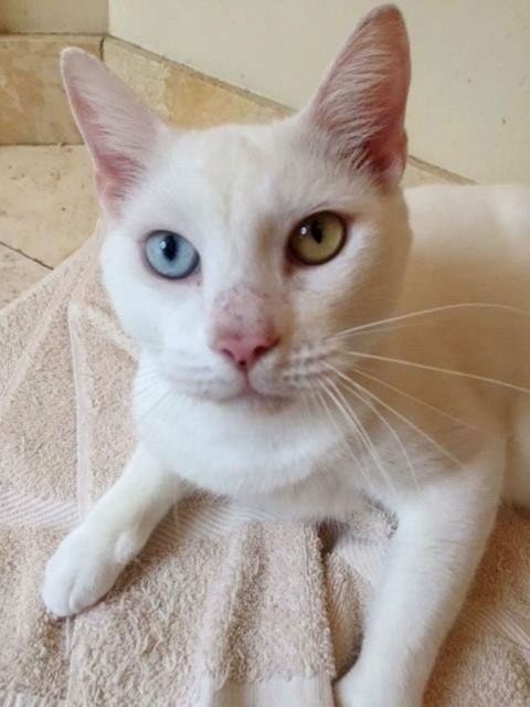 Homeless Cat Opens Its Eyes For The First Time In Months, Stuns Everyone With Their Beauty (20 pics)
