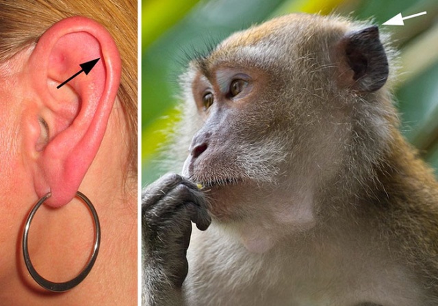 Evolutionary Leftovers That Do Not Serve Any Purpose (6 pics)
