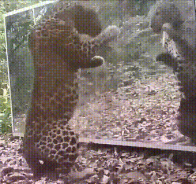 Acid Gifdump, January 18 (25 gifs)