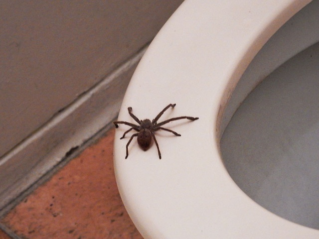 Guy Accidentally Sat On A Toilet With A Huntsman Spider In It (20 pics)