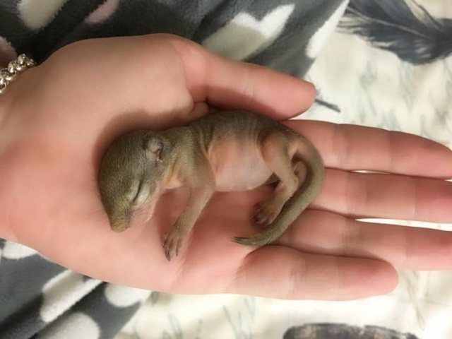 Rescued Squirrel (10 pics)