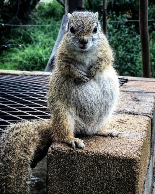 Rescued Squirrel (10 pics)