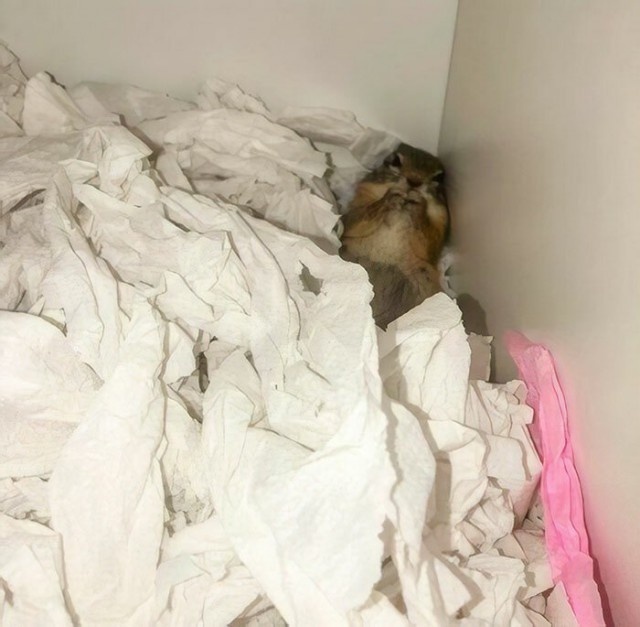 Rescued Squirrel (10 pics)