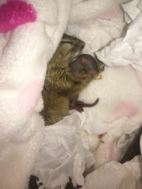 Rescued Squirrel (10 pics)