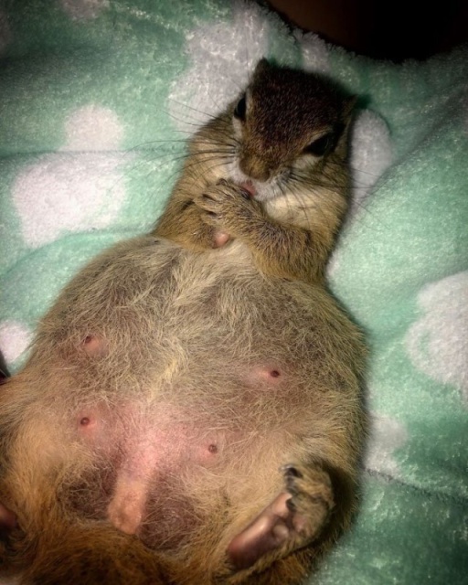 Rescued Squirrel (10 pics)