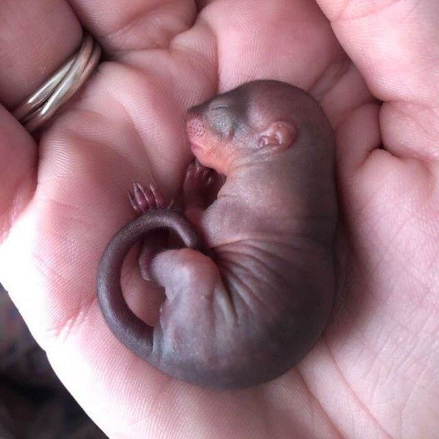Rescued Squirrel (10 pics)