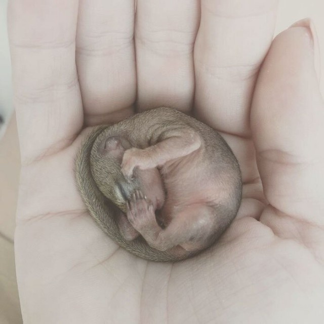 Rescued Squirrel (10 pics)