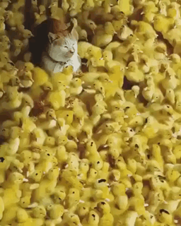 Acid Gifdump, January 24 (25 gifs)