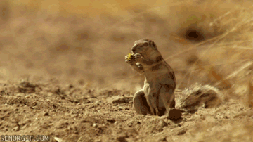 Acid Gifdump, January 24 (25 gifs)