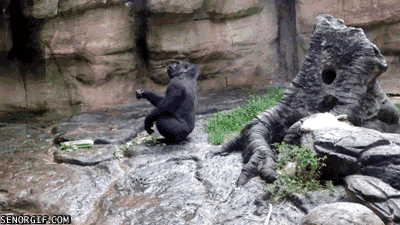 Acid Gifdump, January 24 (25 gifs)
