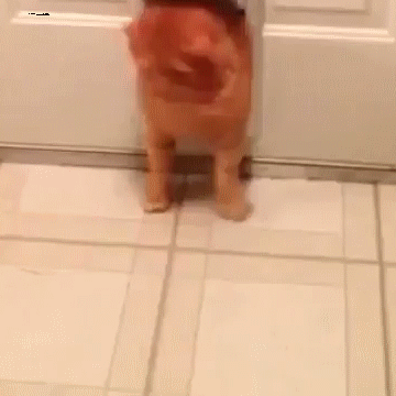 Acid Gifdump, January 24 (25 gifs)