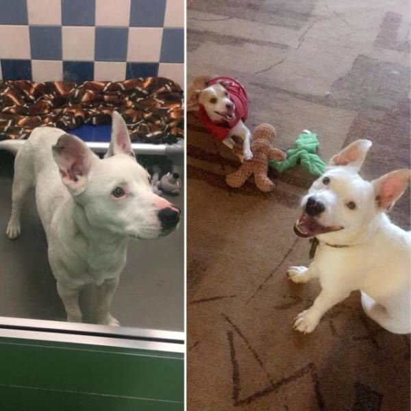 Rescued Animals Before and After (33 pics)