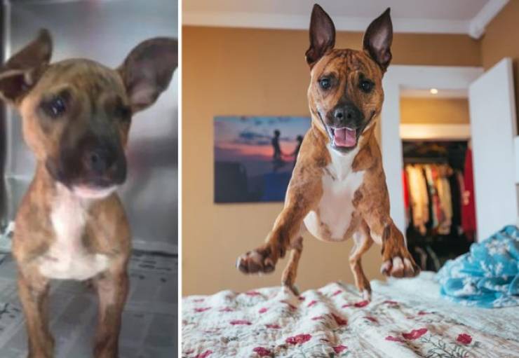 Rescued Animals Before and After (33 pics)