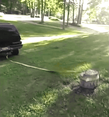 Trees Bite Back (22 pics)