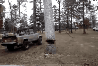 Trees Bite Back (22 pics)