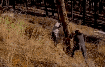 Trees Bite Back (22 pics)