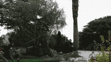 Trees Bite Back (22 pics)