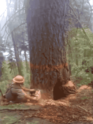 Trees Bite Back (22 pics)
